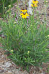 Missouri orange coneflower